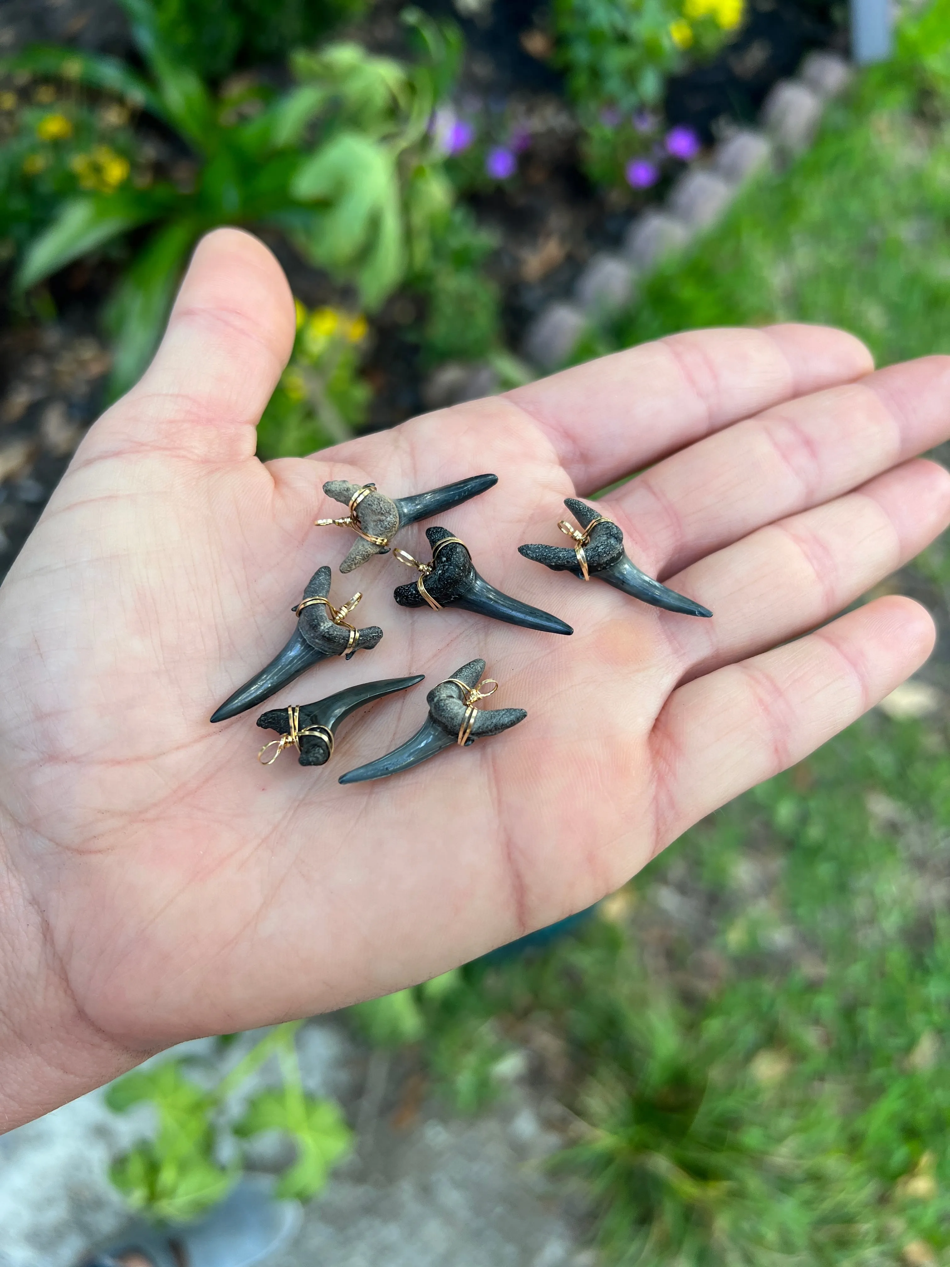 Fossil Sand Tiger Shark Tooth Pendant—Authentic Fossil