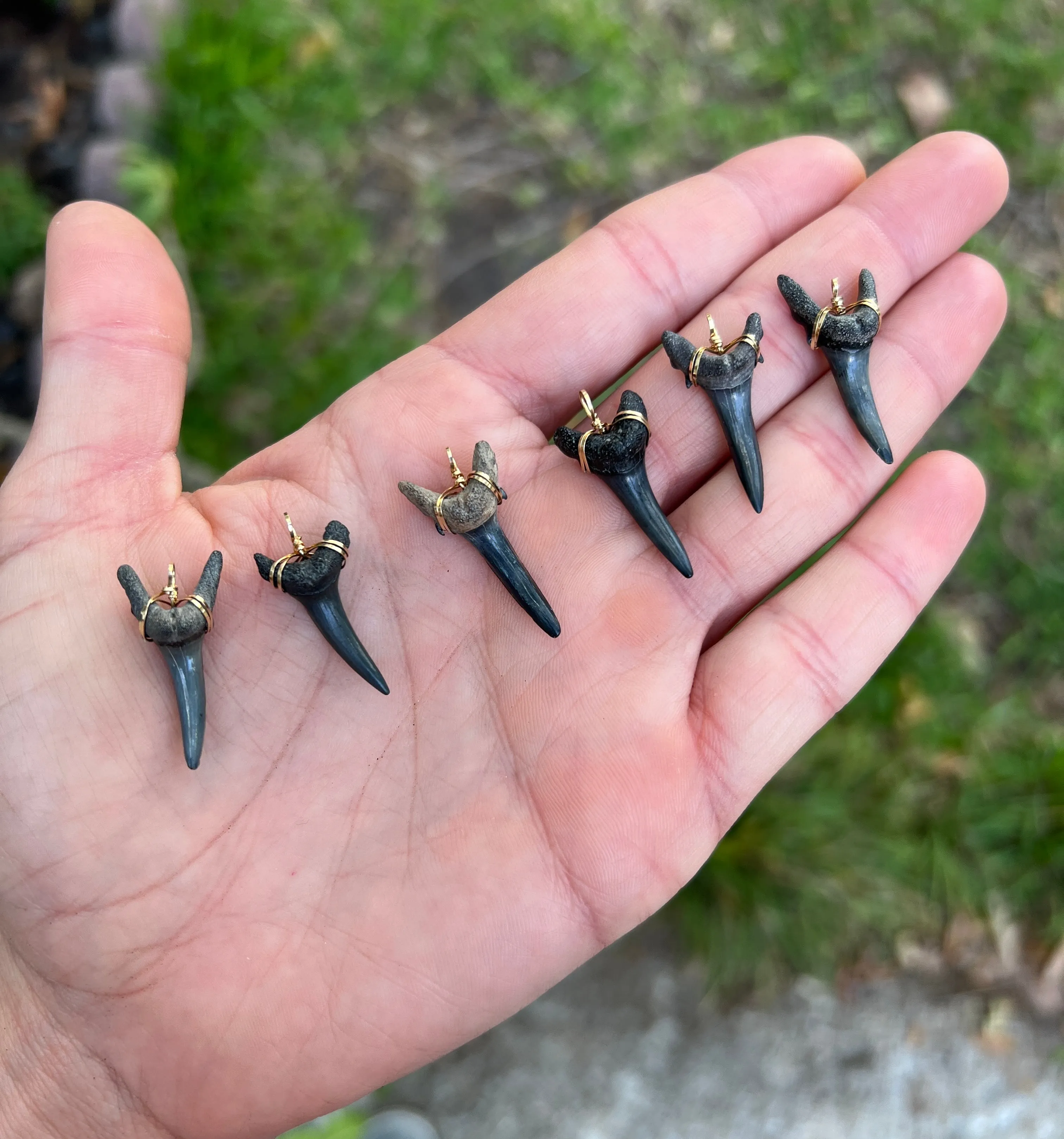 Fossil Sand Tiger Shark Tooth Pendant—Authentic Fossil