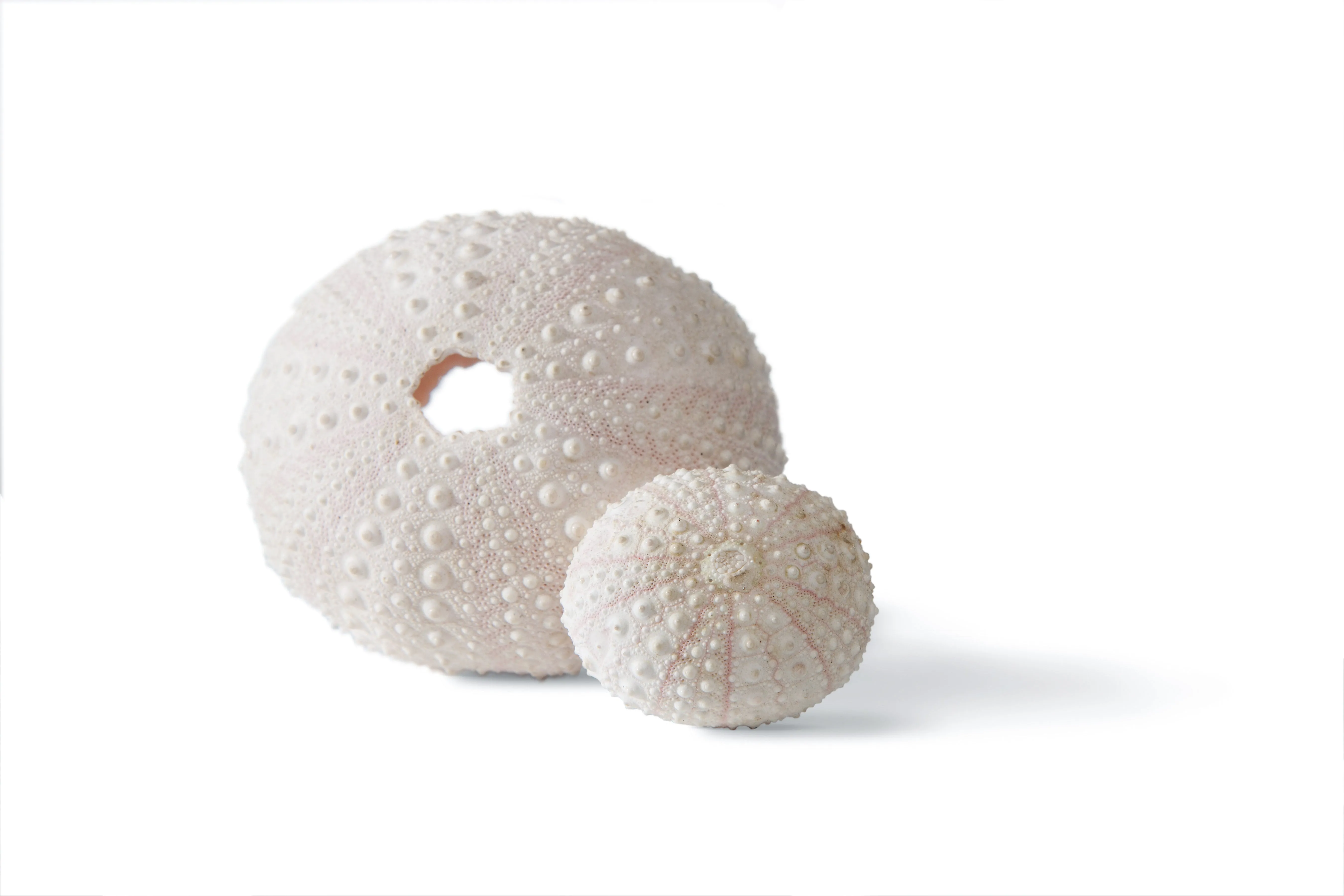 Gold Anemone Studs